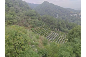 重庆龙居山陵园服务暖人心